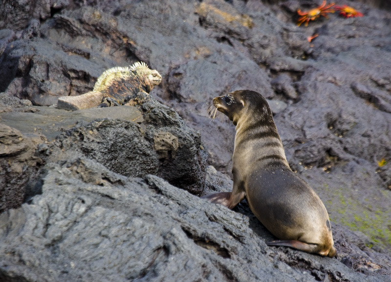 Marine Iguana And Galápagos Sealion